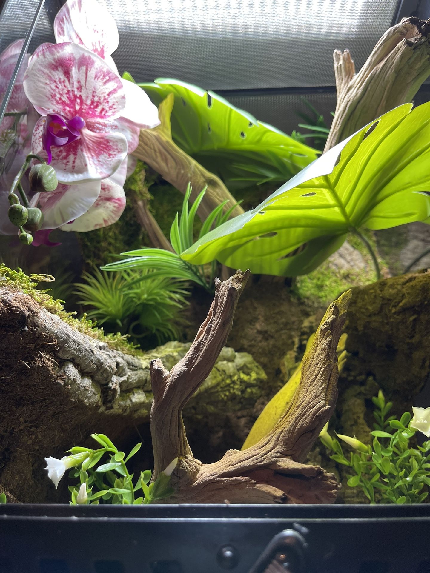 Front Opening Hardscape Terrariums for Sale in San Diego, CA OfferUp