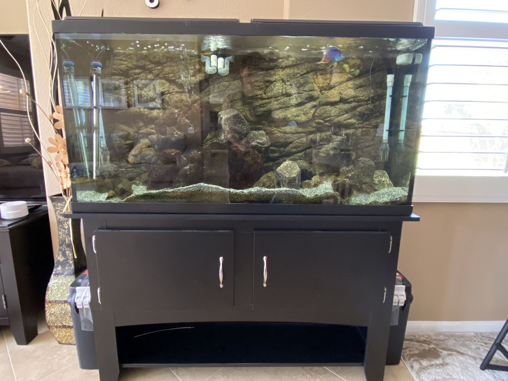 Cichlid sand petsmart discount