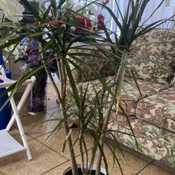 BEAUTIFUL PLANT 