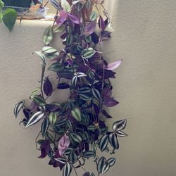 Tradescantia Plant