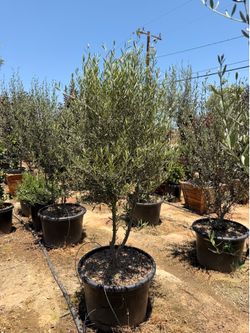 Olive trees 25 gal