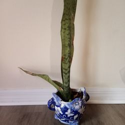 Air Purifying Snake Plant With Decorative Ceramic Pot