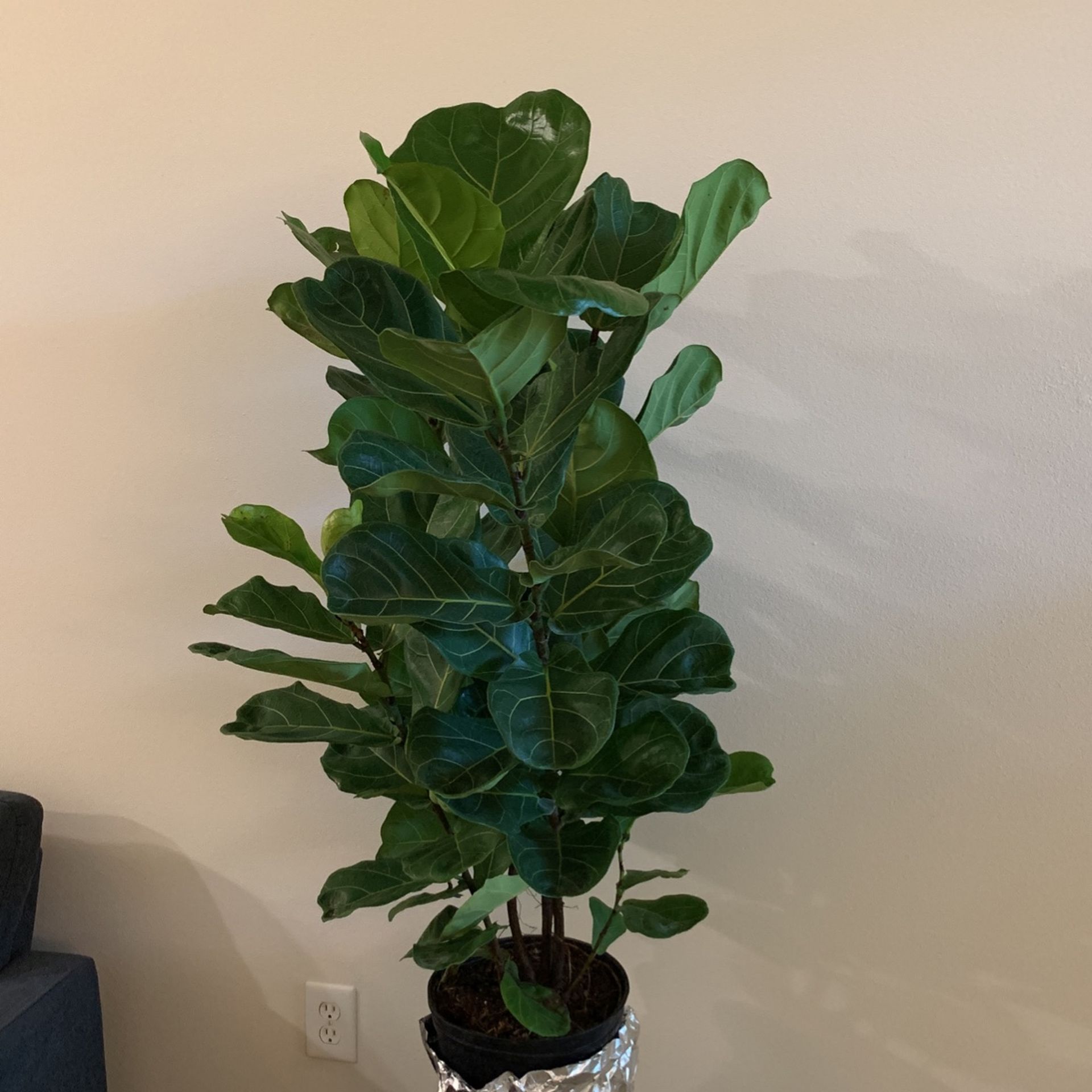 Fiddle Leafe Fig Tree plant