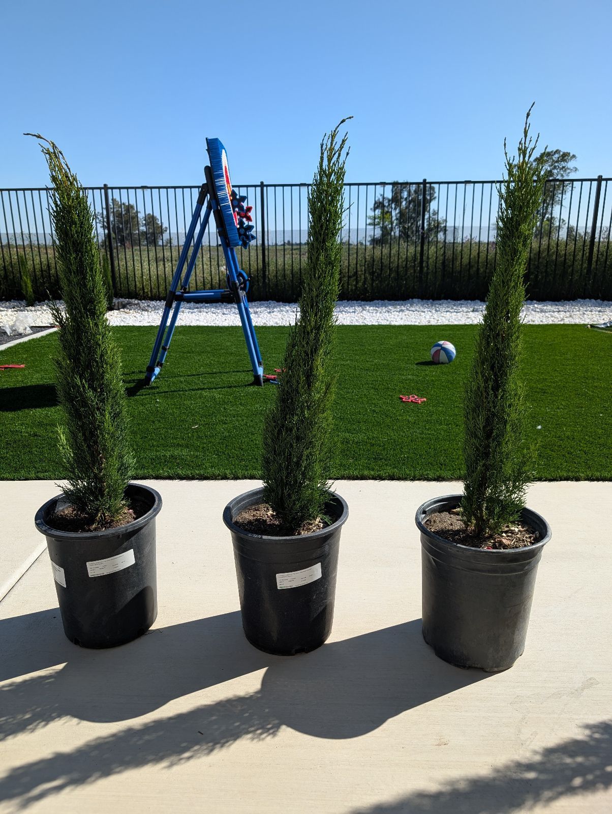 Dwarf Italian Cypress Trees - 5 Gal