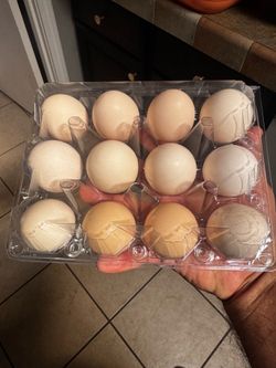 Chicken eggs