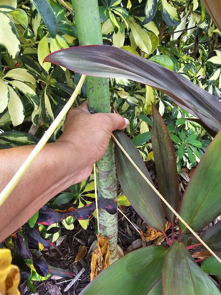 Papaya Plant