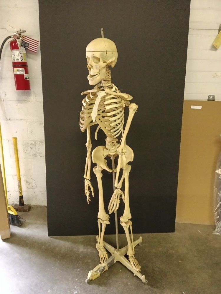 Skeleton