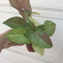 Beautiful Pink Confetti Syngonium Plant