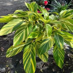 Tropical Variegated Ginger Plant - Beautiful Foliage 
