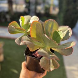 Succulent 
