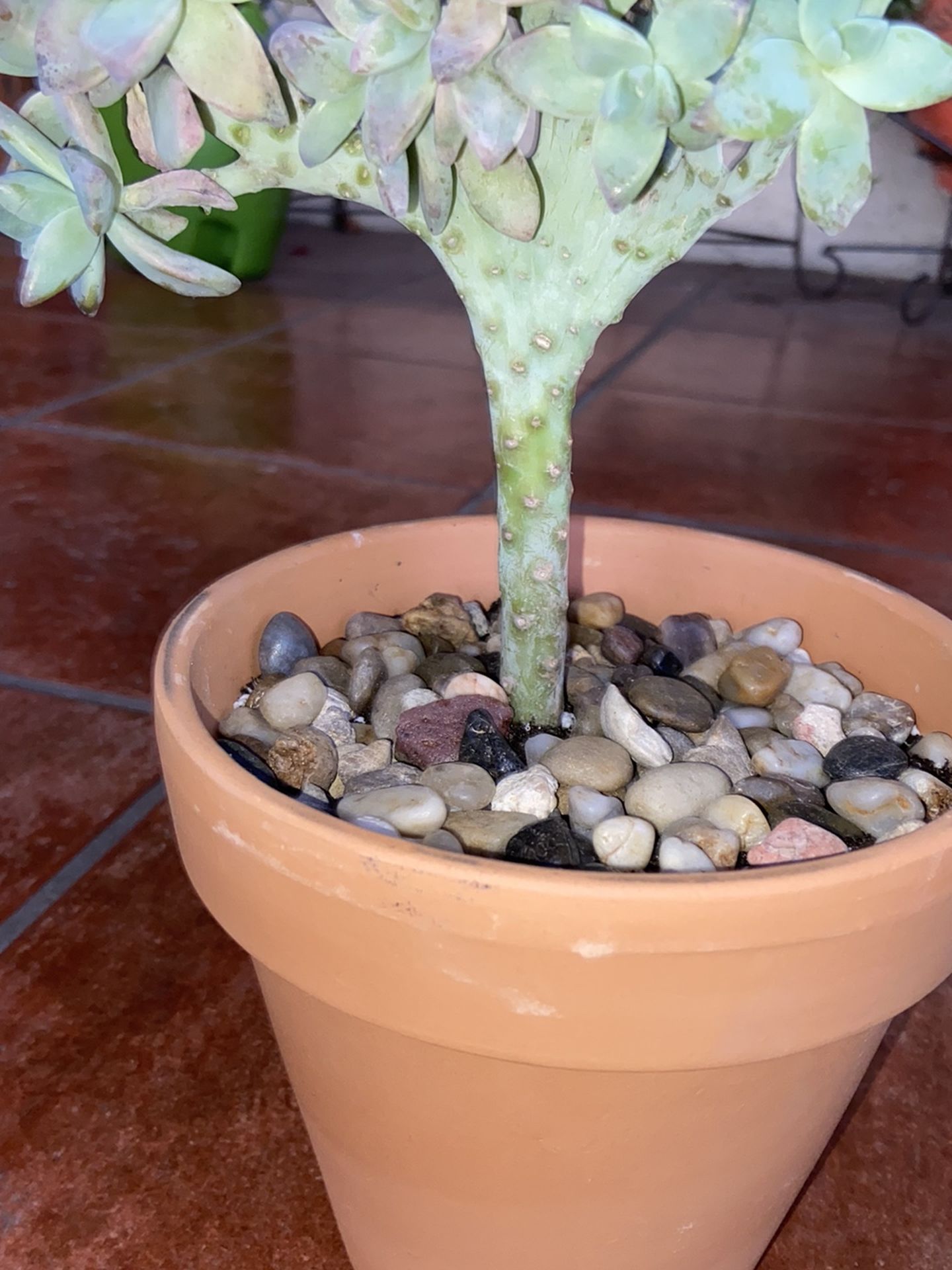 Graptopetalum Paraguayense Ghost Plant Succulent Crest In Terra Cota Pot