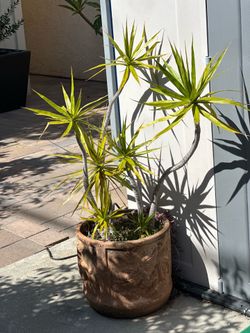 Madagascar Dragon Tree (Dracaena marginata) in a decorative ceramic/clay planter with dragon design.