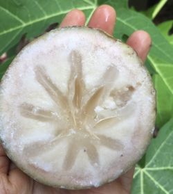 Grafted Green And Purple Caimito (Star Apple) Tree (4 Ft Tall) $45 Each Plant 