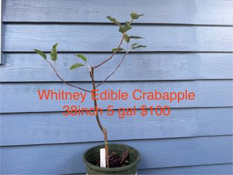 whitney edible crabapple tree