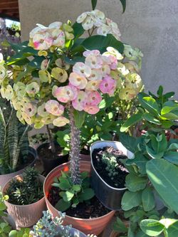 Planta Corona de cristo