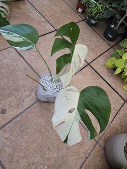 Monstera Albo 'halfmoon'