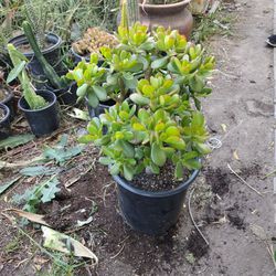 jade plant succulent