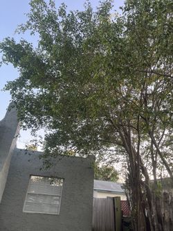 Trees And More
