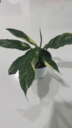 Variegated Peace Lily