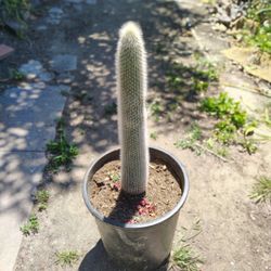 Oh Man Cactus Plant