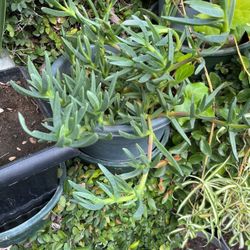 Ice Plants In A Pot 