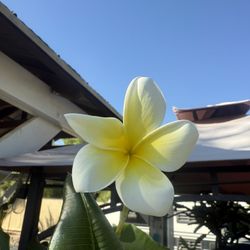 Plumeria Plants
