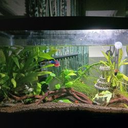 Live Aquarium 10 Gallon - Betta, 2 Mystery Snails, 2 Nerite Snails And Live Plants! Little Ecosystem.