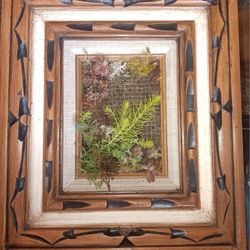 Framed Succulents