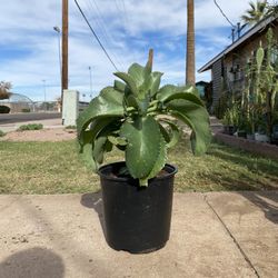 Large Mother of Thousands