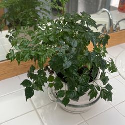 Indoor Plant