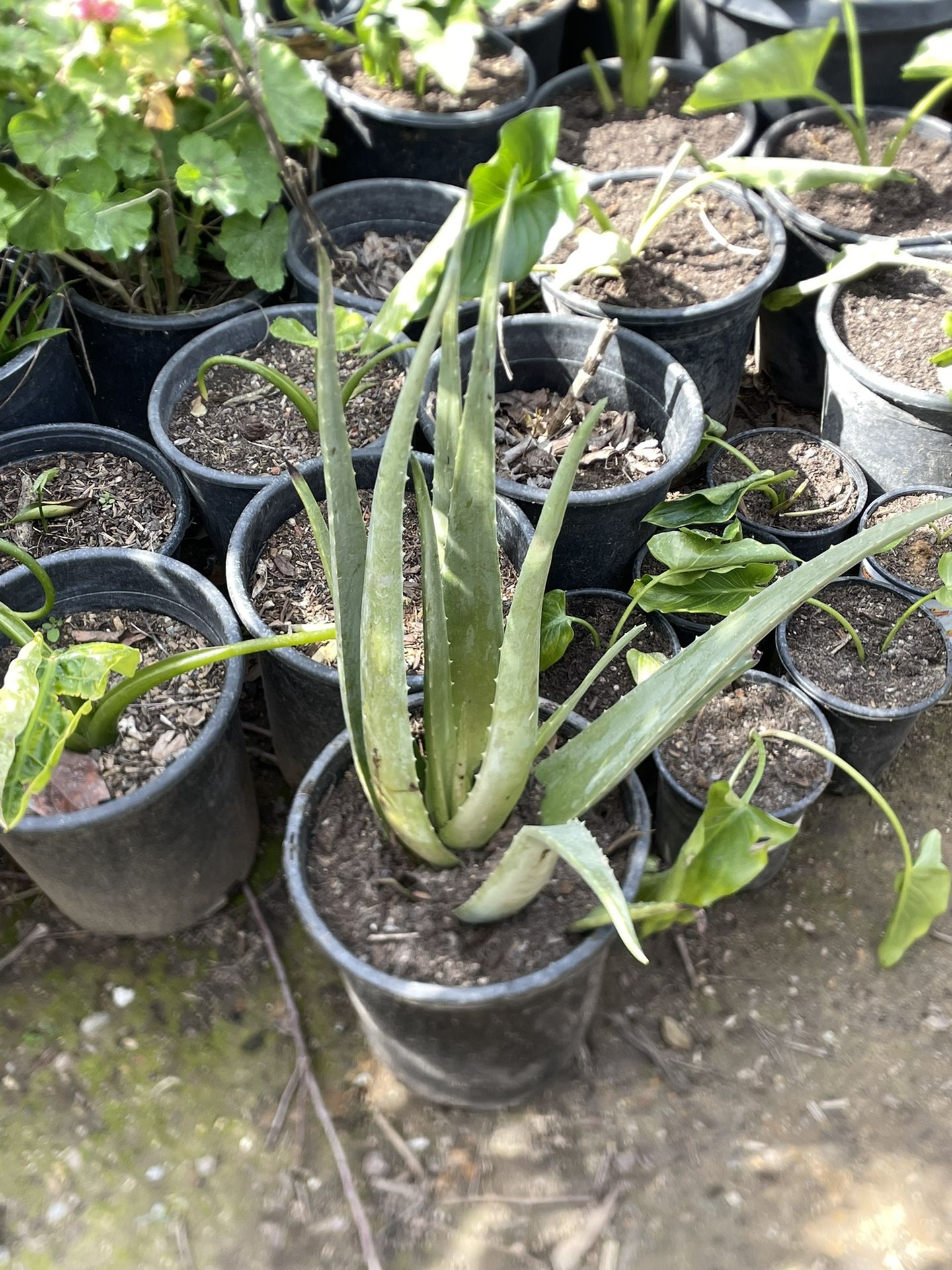Sabila / Aloe Vera