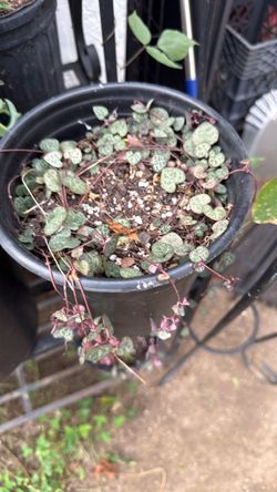 String of hearts (2 available @ $7 each)