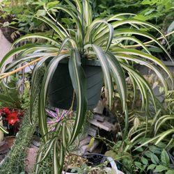 Spider Hanging Plant .