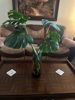 Large Rooted Monstera Deliciosa – Beautiful Houseplan