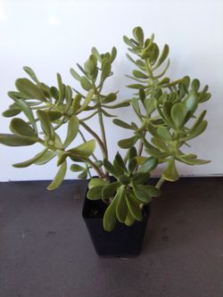 Planta para patio o Jardin