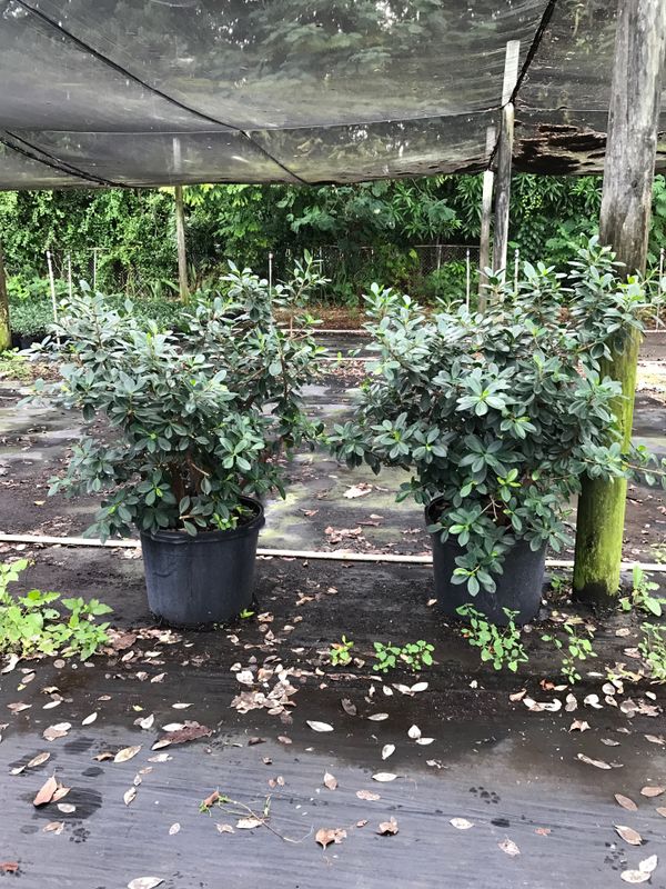 Green island ficus. 15 gallon for Sale in FL, US - OfferUp