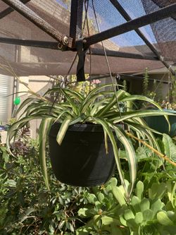 Plants