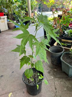 Abelmoschus sagittifolius Plant Pot