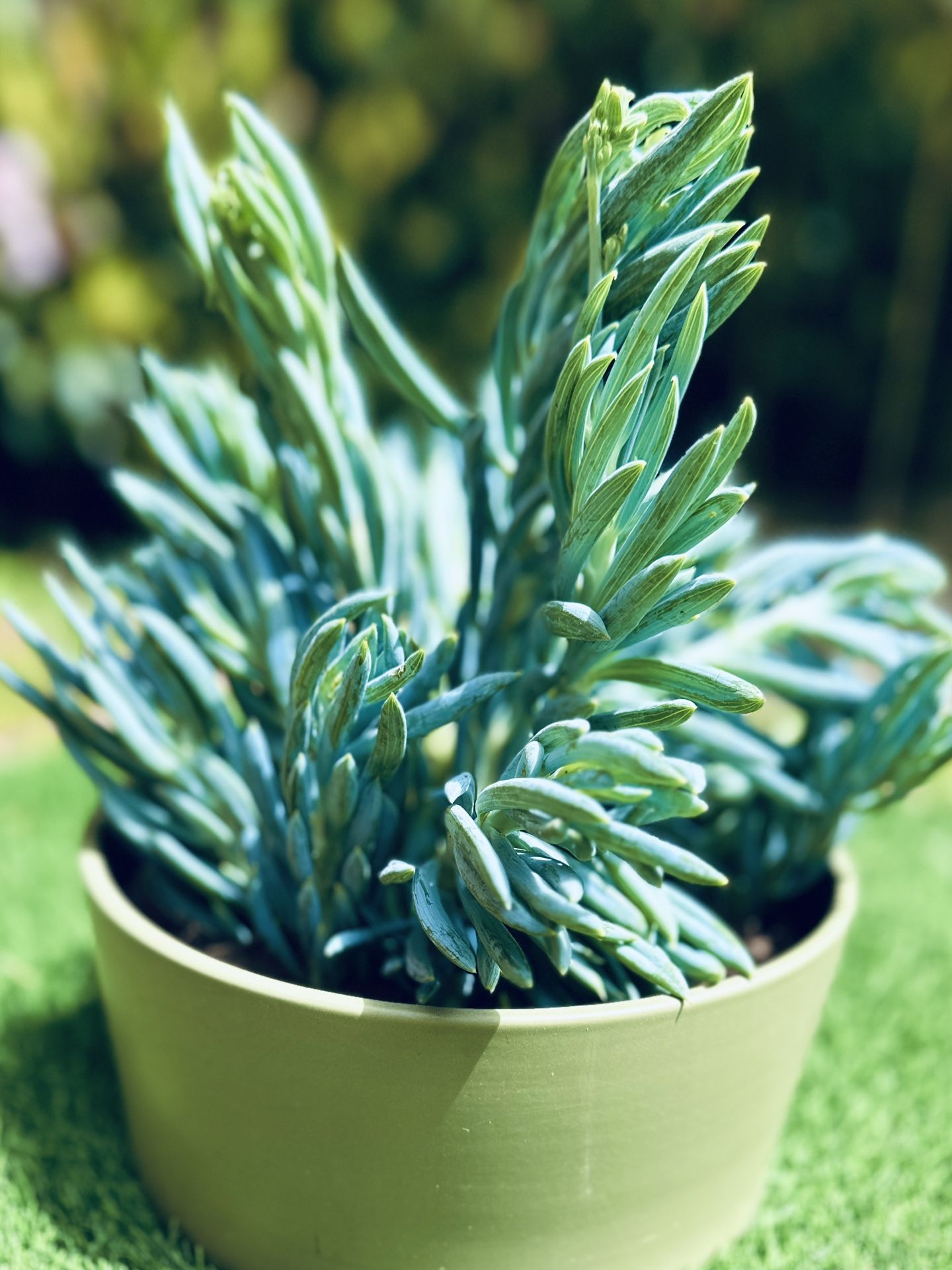 Mature Succulent Blue chalkstick Pencil In A Beautiful Ceramic Pot Succulent Bonsai