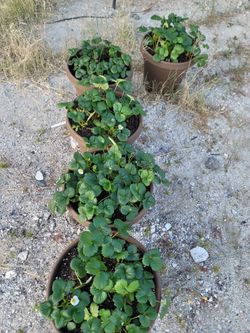 Strawberry Plants
