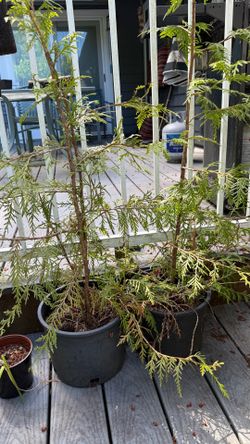 Western cedar trees and seedlings