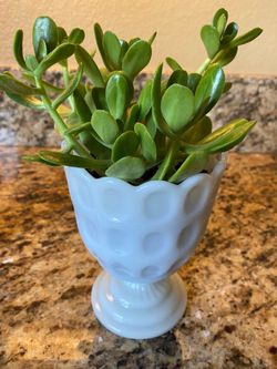 Vintage Milk Glass with Jade Plant