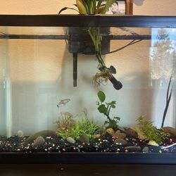 13 Gallon Fish Tank With Accessories 