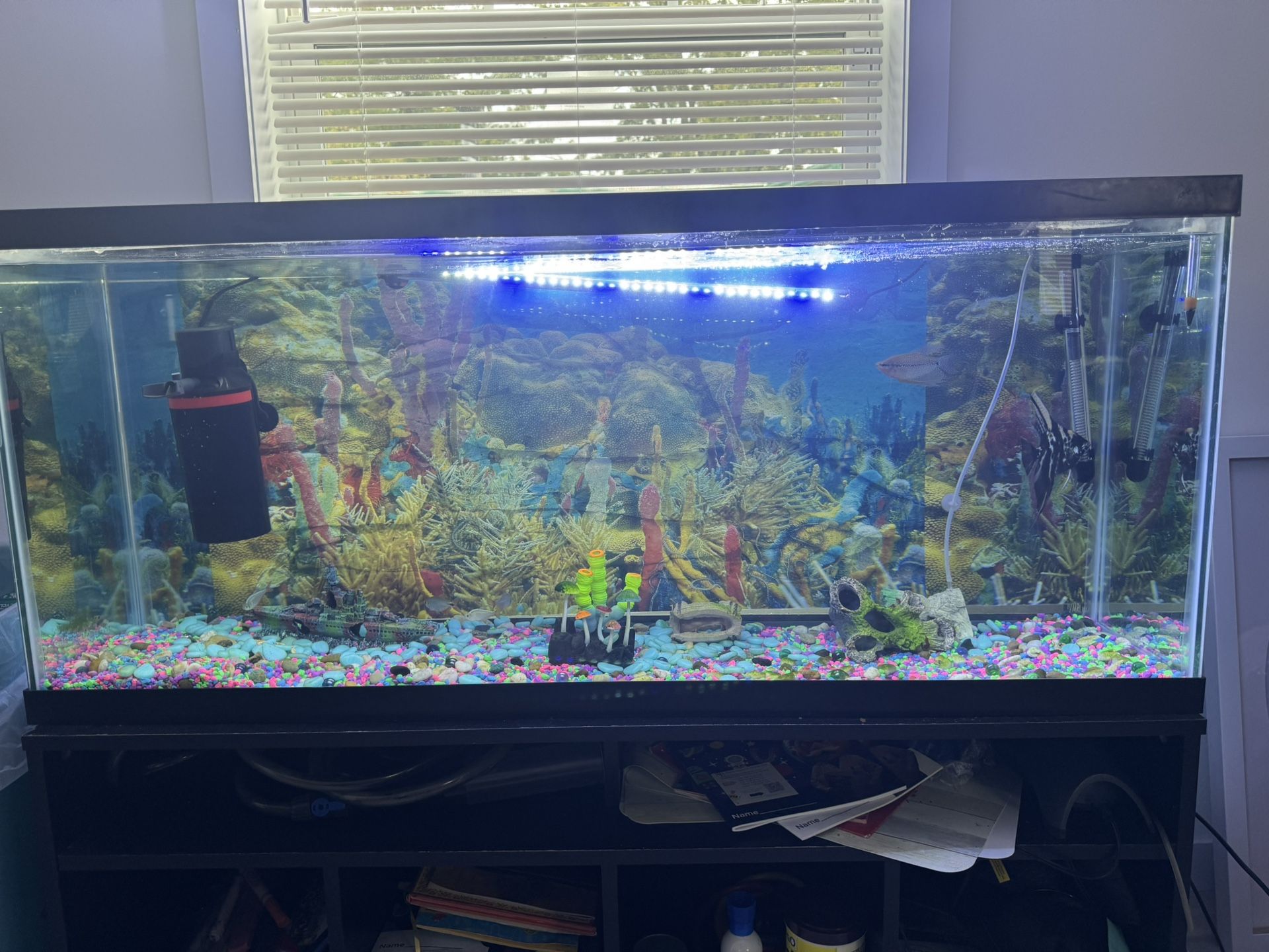 55 Gallon Fish Tank