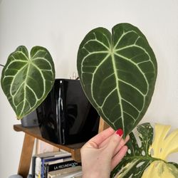 Anthurium Clarinervium