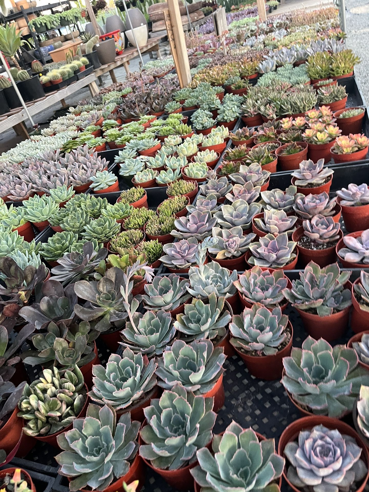 Weekend Sale 4” Succulents $2.50 Each