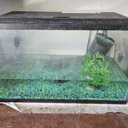 Fish Tank