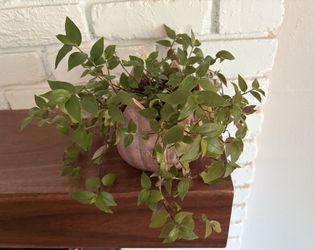 Tradescantia Wandering Dude