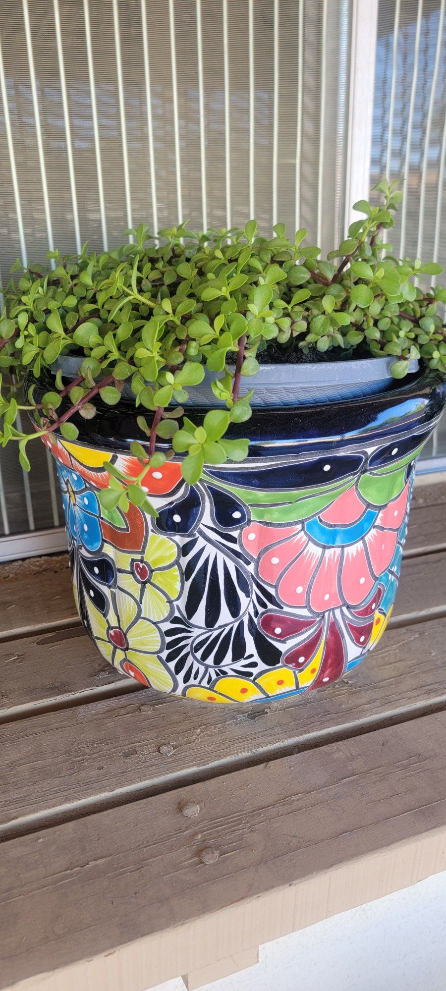 Ceramic Planter with Succulent