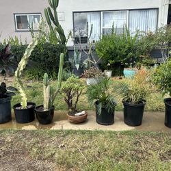 Large Plants for Sale – Cactus, Euphorbia, Rubber Plant, Ficus, Jade